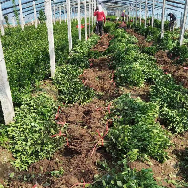 花卉租赁：打造专业而温馨的工作环境