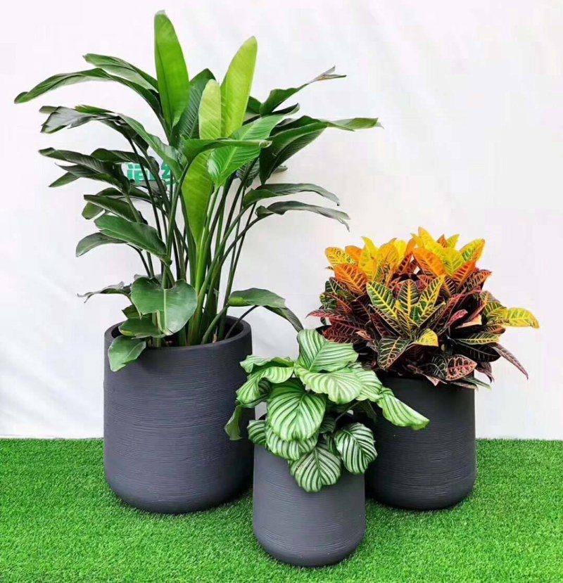 植物租摆：办公室绿意的巧妙选择